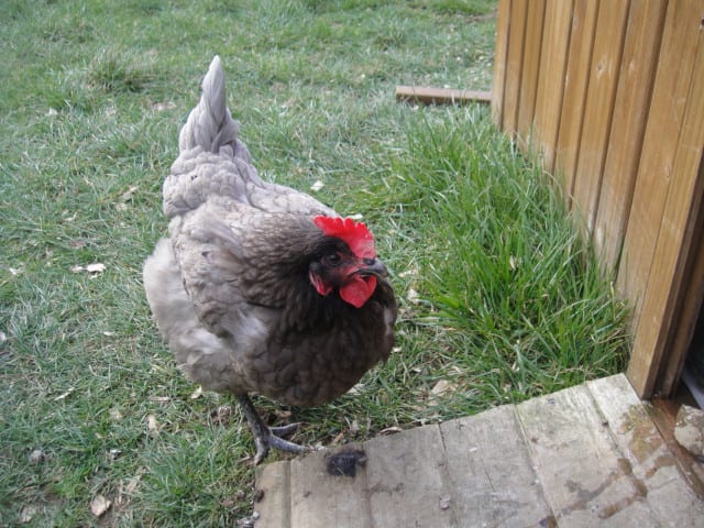 Chick Chick