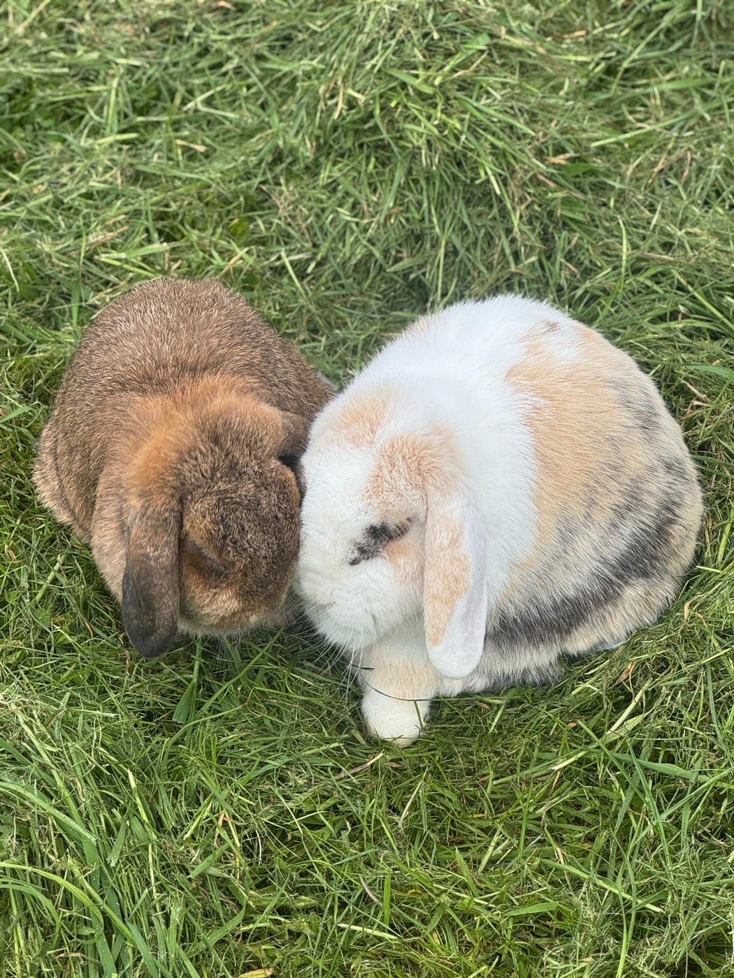 Ralf & Molly