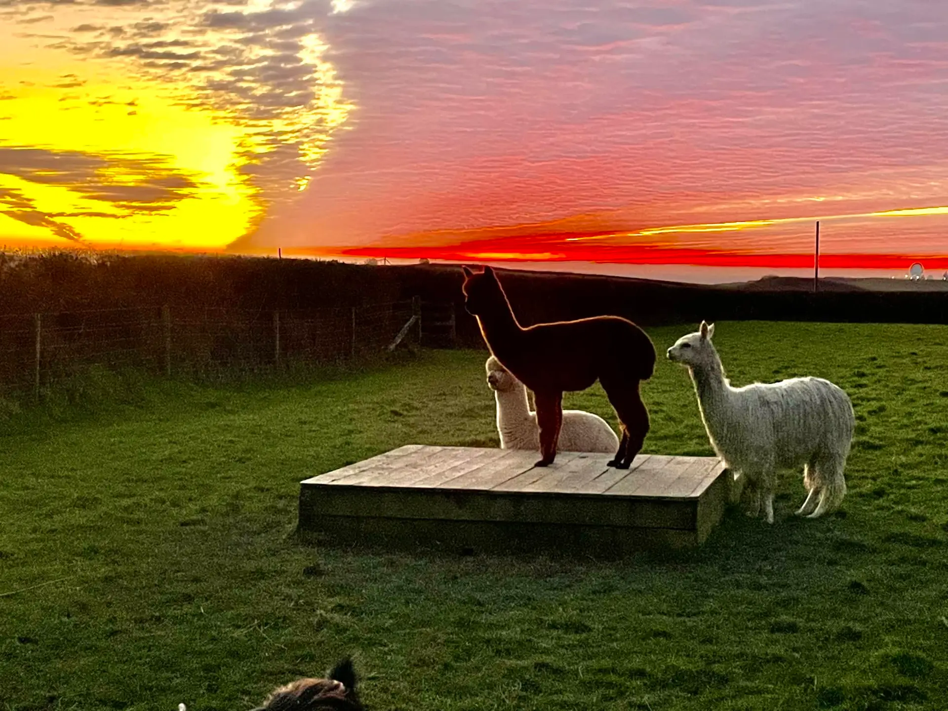 Get Ready for an Amazing Alpaca Walking Adventure at Woodlands Manor Farm
