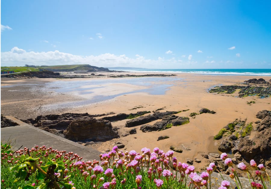 Wild North Cornwall beach with sea thrift in bloom near Bude
