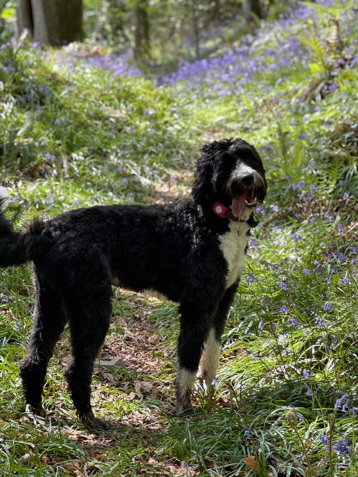 Bailey, the Woodlands Bernedoodle, in the bluebell woodland