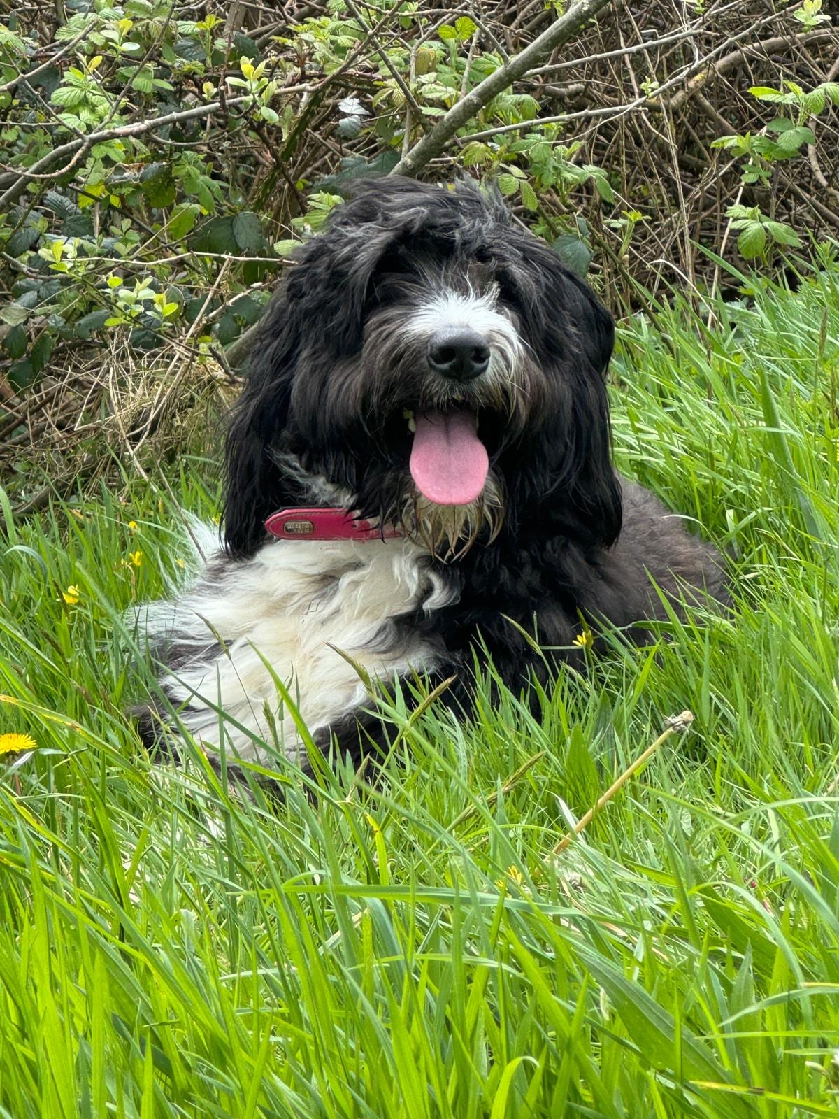 Bailey relaxing in the long grass on the farm