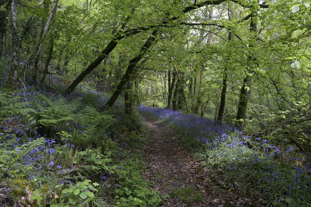 Bluebell woodland walk at Woodlands Manor Farm