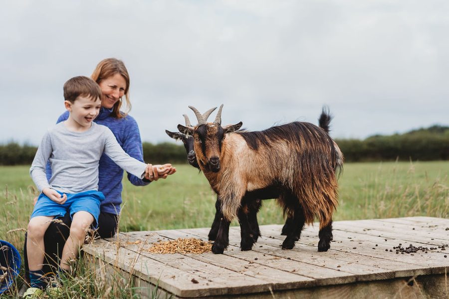 Feeding the goats at Woodlands Manor Farm