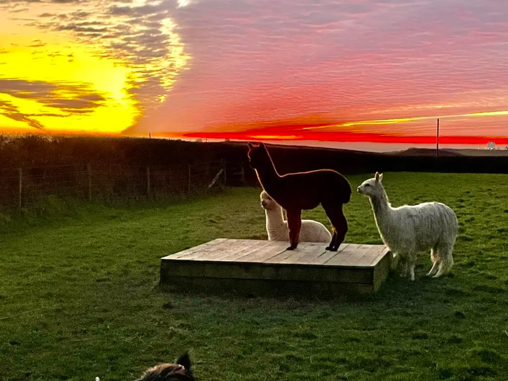 Alpacas - Woodlands Manor Farm