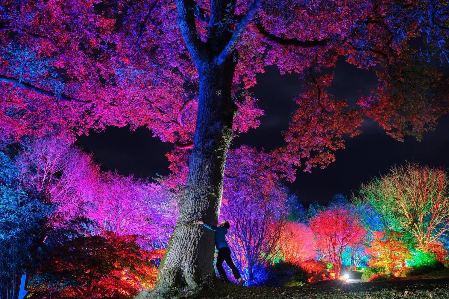 RHS Garden Rosemoor Glow Christmas lights