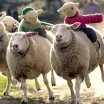 The Big Sheep, family friendly attraction