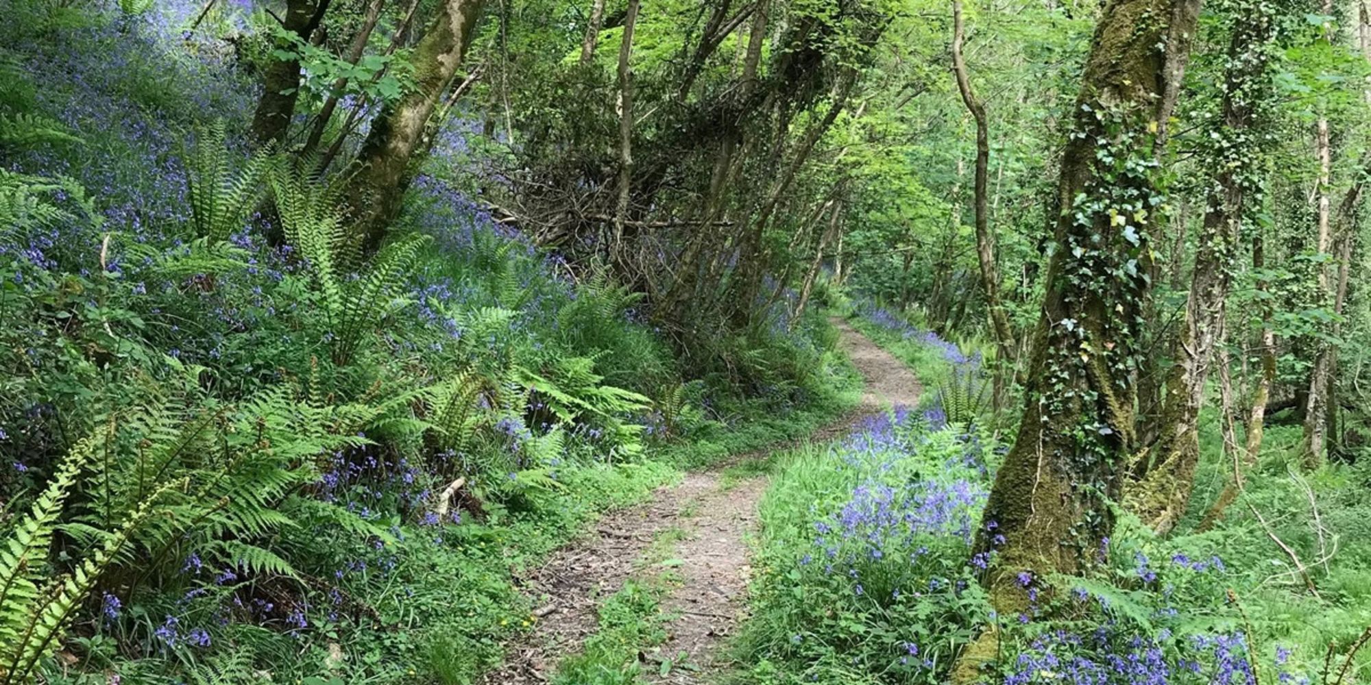 Our bluebell woods at Woodlands Manor Farm, Bude.