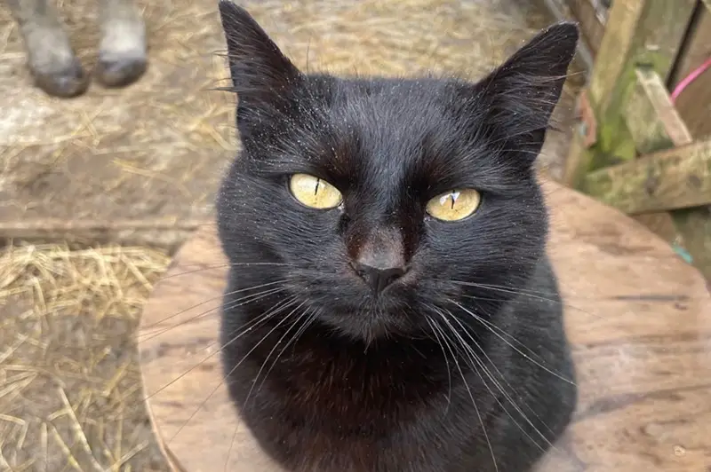 animals at woodland manor farm