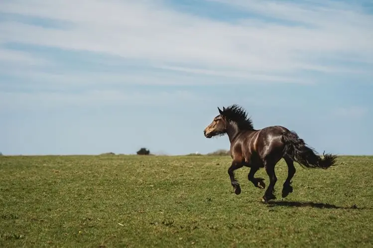 horses at woodlands manor farm