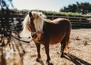 Lulu, one of the much loved animals at Woodlands